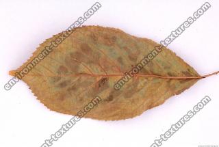 Photo Texture of Leaf 0022